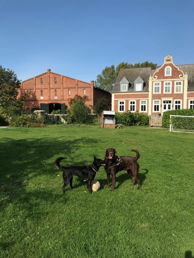 Ferienhaus Ostsee mit Hund